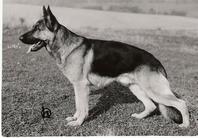 dog image background