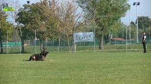 C-argo vom Schwarzer Hahn C-argo vom Schwarzer Hahn