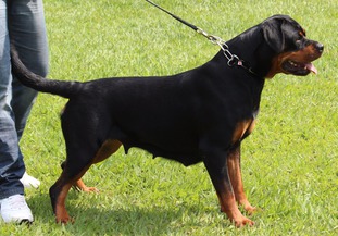 Cleo vom Holzmichel Cleo vom Holzmichel