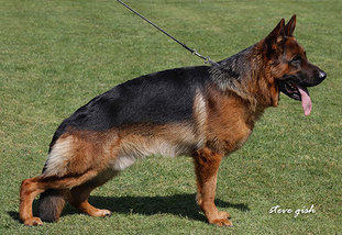 Finn vom Zellwaldrand Finn vom Zellwaldrand