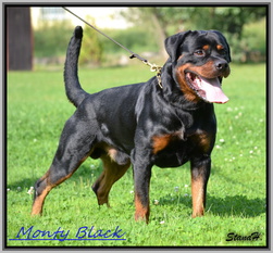 Enzo Monty Black Enzo Monty Black