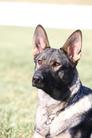 Jessie vom Diamond