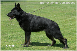 Spetter von der Schiffslache Spetter von der Schiffslache