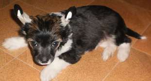 Denize'z Gizmo'z Qurt Denize'z Gizmo'z Qurt