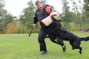 Balou vom grauen Ma-Holt Balou vom grauen Ma-Holt