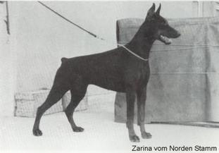 Zarina van Norden Stamm Zarina van Norden Stamm