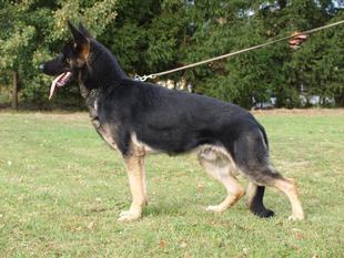 Timur Suche Lazce Timur Suche Lazce