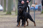 Lennox vom Weissen Schwan