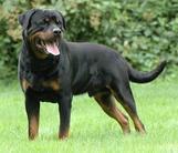 dog image background