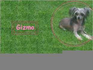 Unidog's Gizzy Gizmo Unidog's Gizzy Gizmo