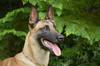 Quo Vadis Canis Bibi
