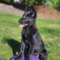 Khaleesi vom Mutigen Zwinger
German Shepherd Dog (short-haired)
23. Okt 2024
