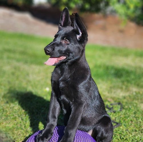 Khaleesi vom Mutigen Zwinger
German Shepherd Dog (short-haired)
23. Okt 2024