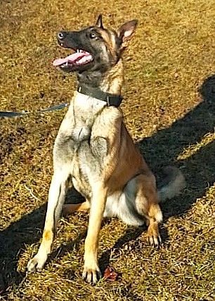 Vörös Szamuráj Uli
Belgian Shepherd Dog (Malinois)
12. Feb 2024