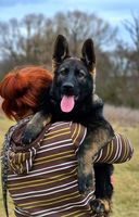 Aurelius Markus Anrebri
German Shepherd (short-haired)
7. Nov 2024