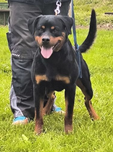 Aldo von der Berghöhe
Rottweiler
28. Jan 2024