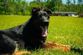 Eli vom Kiloro
German Shepherd Dog (short-haired)
27. Okt 2024