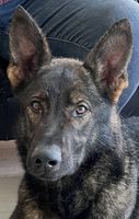 Abardi Ludwig
German Shepherd (short-haired)
11. Feb 2023