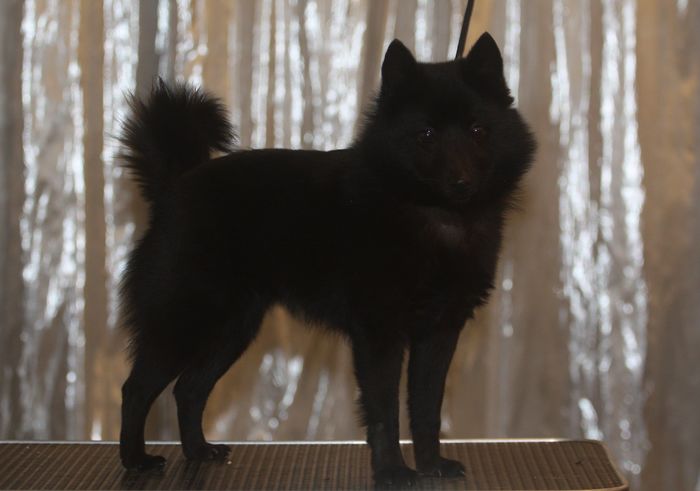 D'Lilly Bergerac de Hu
Schipperke
2. Des 2023