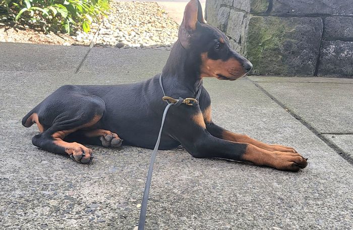 DanBar Birch
Dobermann (black with rustred blace)
28. Juni 2024