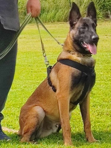 Uzzaro du Domaine des Eclaireurs
Belgian Shepherd (Malinois)
18. Oct 2023