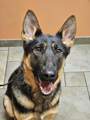 Ika vom Haus Schair
German Shepherd (short-haired)
24. Nov 2023