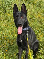 Wanga dei Lupi Invicti
German Shepherd Dog (Kısa tüylü)
15. Oca 2024