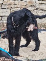 Cinderella Princess von den Geusaer Riesen
Schnauzer Γίγας (καθαρό μαύρο)
30. Μαρ 2022