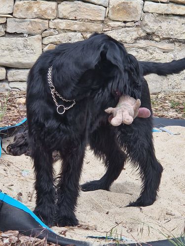 Cinderella Princess von den Geusaer Riesen
Schnauzer Γίγας (καθαρό μαύρο)
30. Μαρ 2022