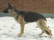 dog image background