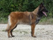Utah des Crocs du Quercy