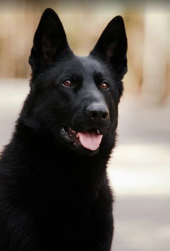 Trenk Beauty of the Beast
Berger Allemand (Poils courts)
5. Nov 2023