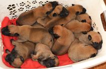 Malinois