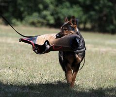 Iaco vom Kranich's Hof
German Shepherd (short-haired)
11. Nov 2021