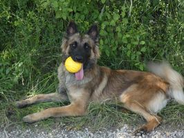 Violette des Crocs du Quercy
Belgian Shepherd (Tervueren)
27. May 2024