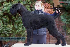 Sophirol Harkonnen
Giant Schnauzer (pure black)
25. May 2024