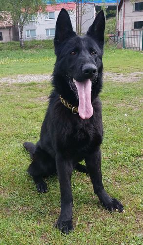 Brutus Jamadog
German Shepherd (short-haired)
25. Apr 2024