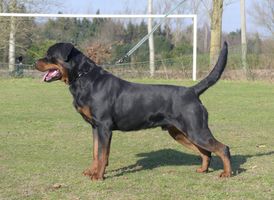 Viva-Zeus from House Hertog
Rottweiler
20. Okt 2022