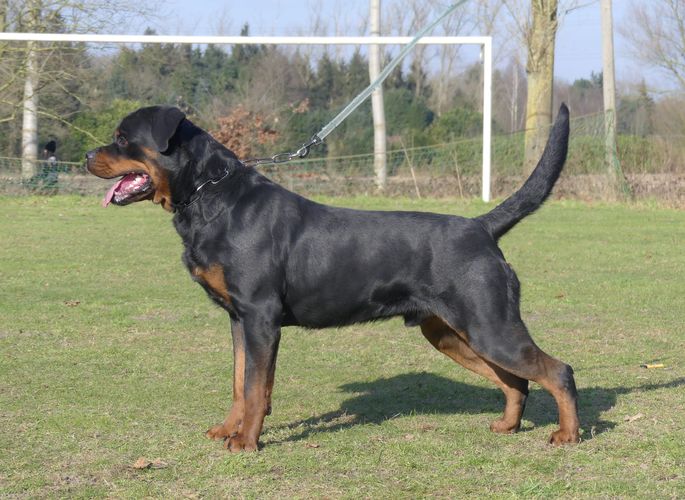 Viva-Zeus from House Hertog
Rottweiler
20. Okt 2022