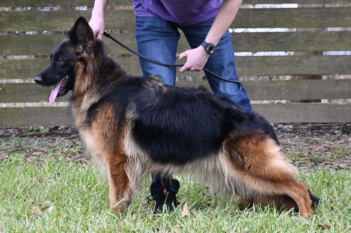 Guapa von der Blaro
German Shepherd (long-haired)
24. Jul 2019