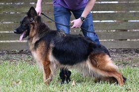 Guapa von der Blaro
German Shepherd (long-haired)
24. Jul 2019