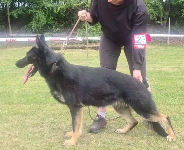 Bela z Plačického dvora
German Shepherd (short-haired)
6. Sep 2020