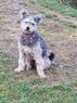Ixia gray de la chibotte d'Itack