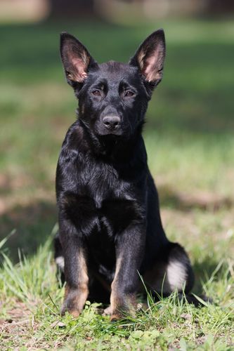 Landoga vom Bahnhofsrevier
German Shepherd (short-haired)
22. Dec 2023