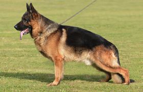 Mero von Pallas Athene
Berger Allemand (Poils courts)
1. Dec 2020