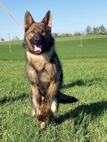 Big boss Bohemo Highlands
German Shepherd (short-haired)
18. Jul 2024