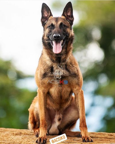 T'Narko van het Dreiland
Belgian Shepherd (Malinois)
30. Jul 2020