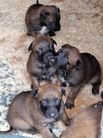 chiots volpa/taiko 3 semaines