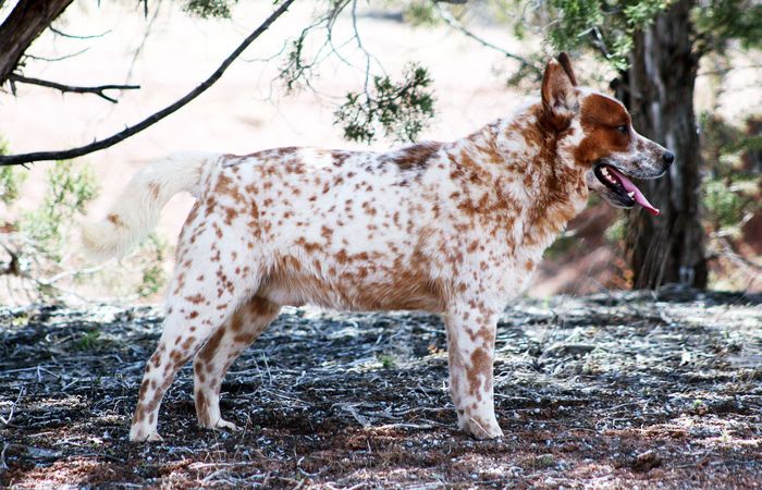 Sleepy Hollows Wakan Tanka
Australian Cattledog
10. Jan 2021