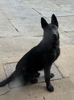 Daleer Judge
German Shepherd (short-haired)
14. Sep 2024